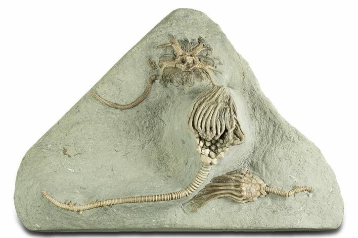 Fossil Crinoid Plate (Three Species) - Crawfordsville, Indiana #344786